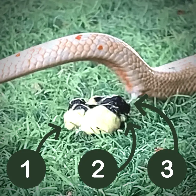 A snake defecating, image show, 1, 2 and 3. Urine, Poop and Mucus