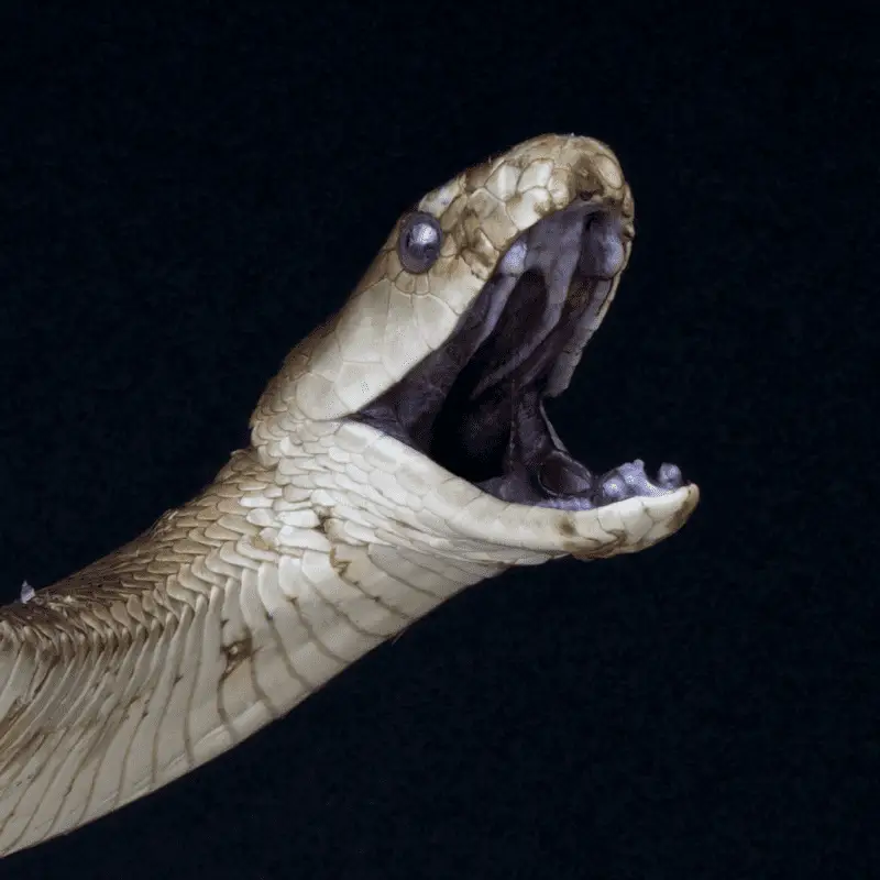 Black Mamba with mouth opening showing the black lining of inside the mouth