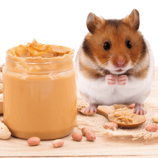Dynamic Can Hamsters Eat Peanut Butter Landscape for Desktop Dynamic Can Hamsters Eat Peanut Butter Landscape for Desktop
