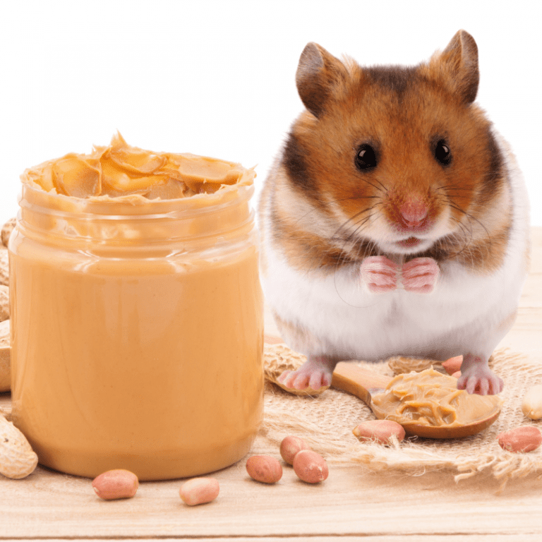 Can Hamsters Eat Cheese? Petrapedia