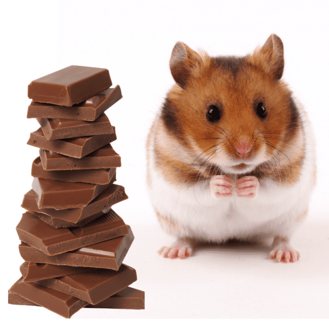 Can Hamsters Eat Chocolate? (Warning) Petrapedia