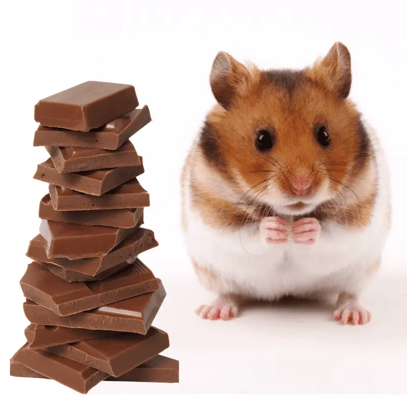 A hamster sitting next to some chocolate