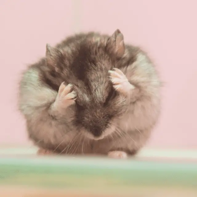 Why Is My Hamster Always Cleaning Itself? (When To Worry) Petrapedia