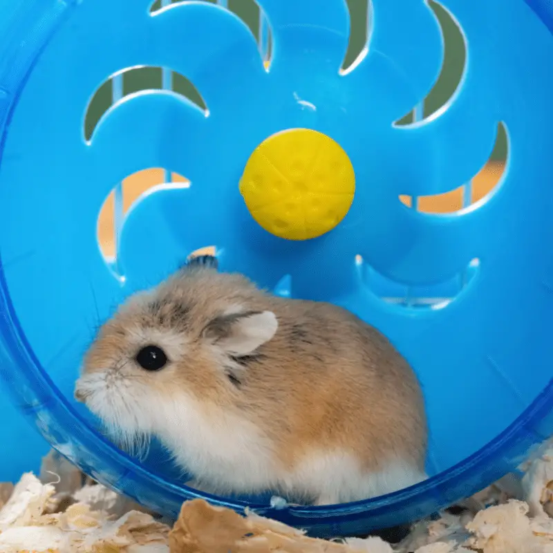 Cute hamster on a blue spinning wheel