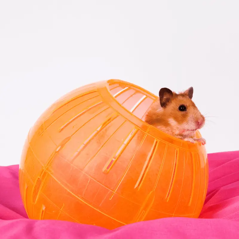 Hamster popping its head out of an orange hamster ball