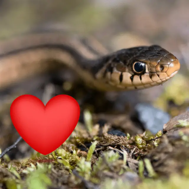 Do Snakes Have A Heart? (Cardiovascular System) Petrapedia