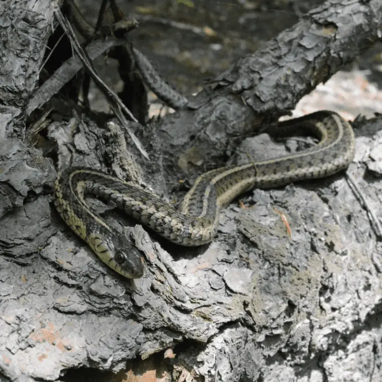 Do Snakes Sleep? (Sleeping Habits) Petrapedia