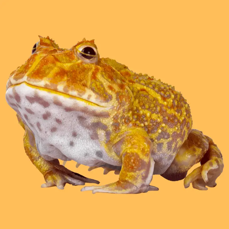Albino frog on an orange background