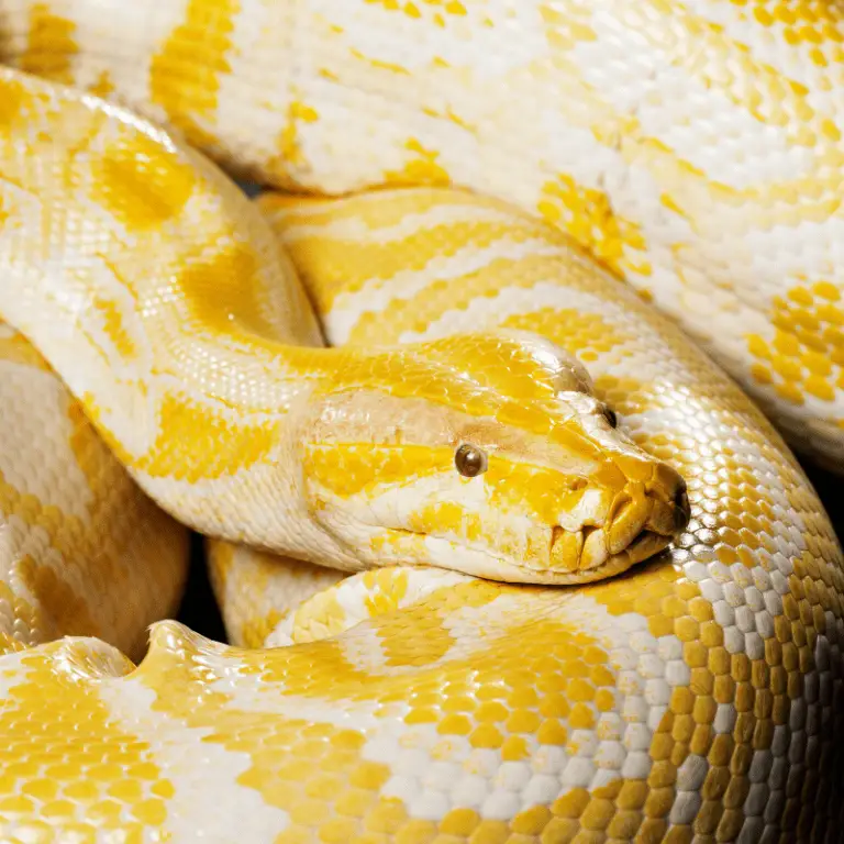 Burmese Python Snake Information - Petrapedia