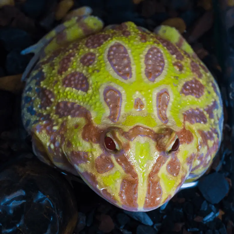 Frog, full image from above showing bumps and roundish body