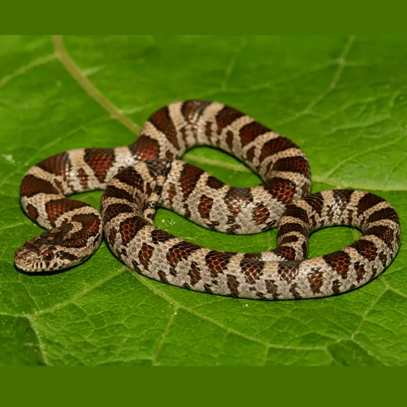 Brown and tan snake on a leaf
