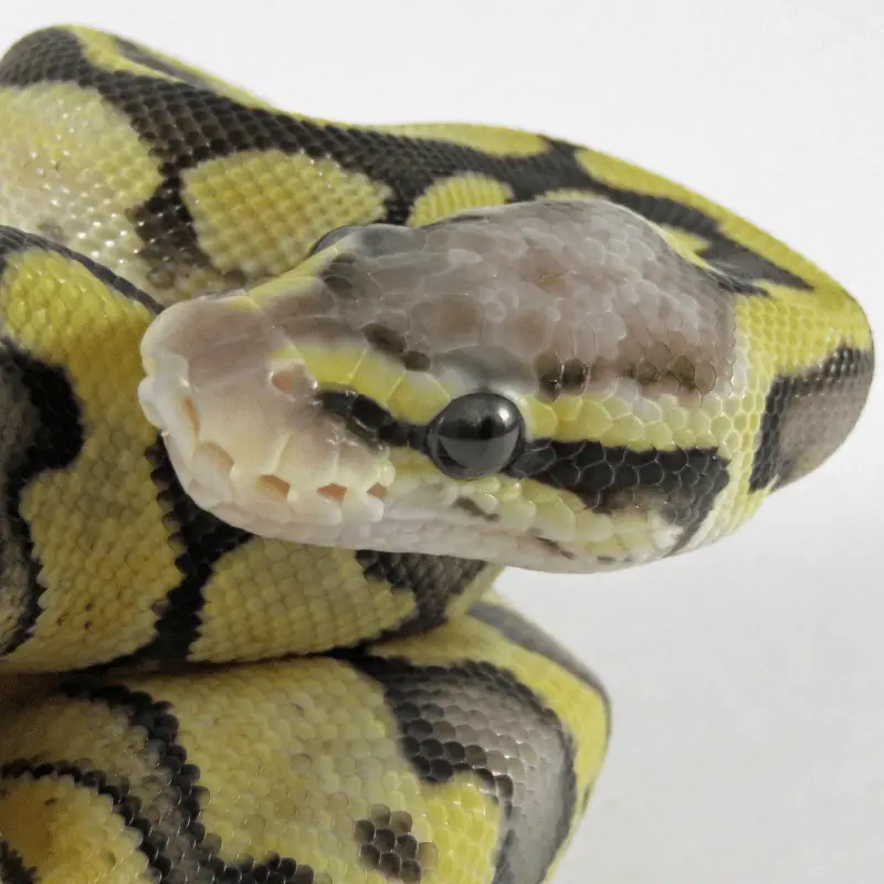 A baby snake - Ball Python
