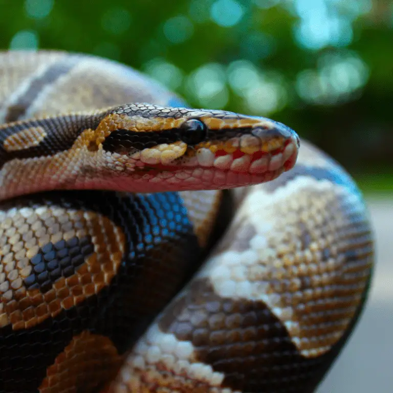 Ball Python Snake Information - Petrapedia