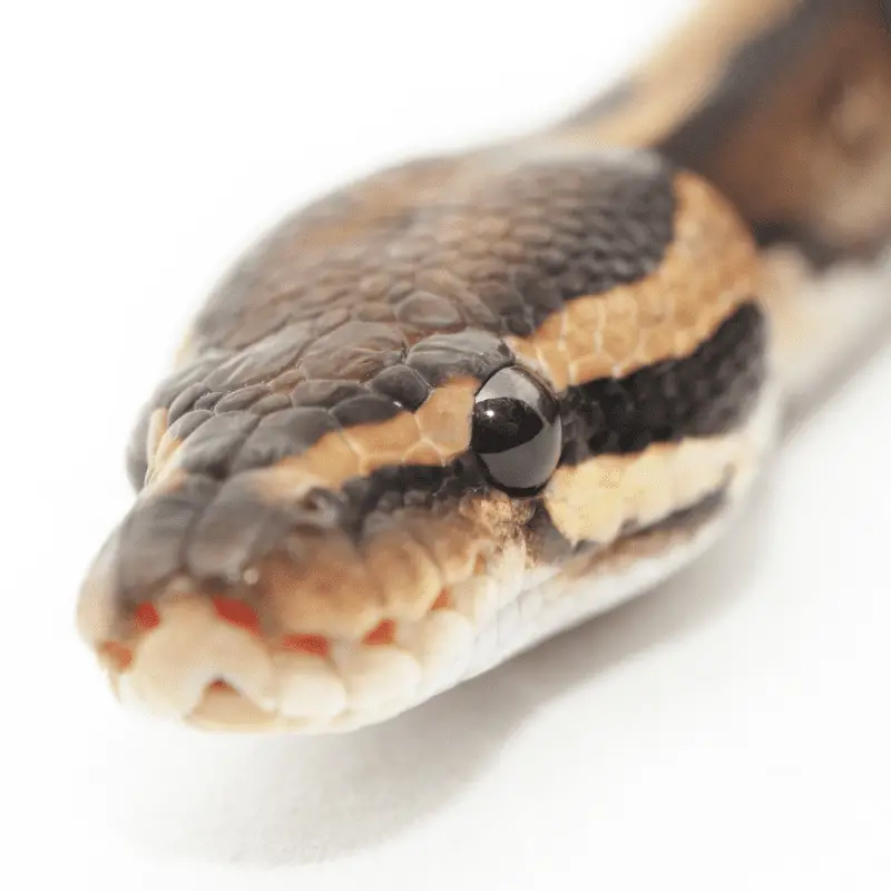 Close up of the eyes of a ball python