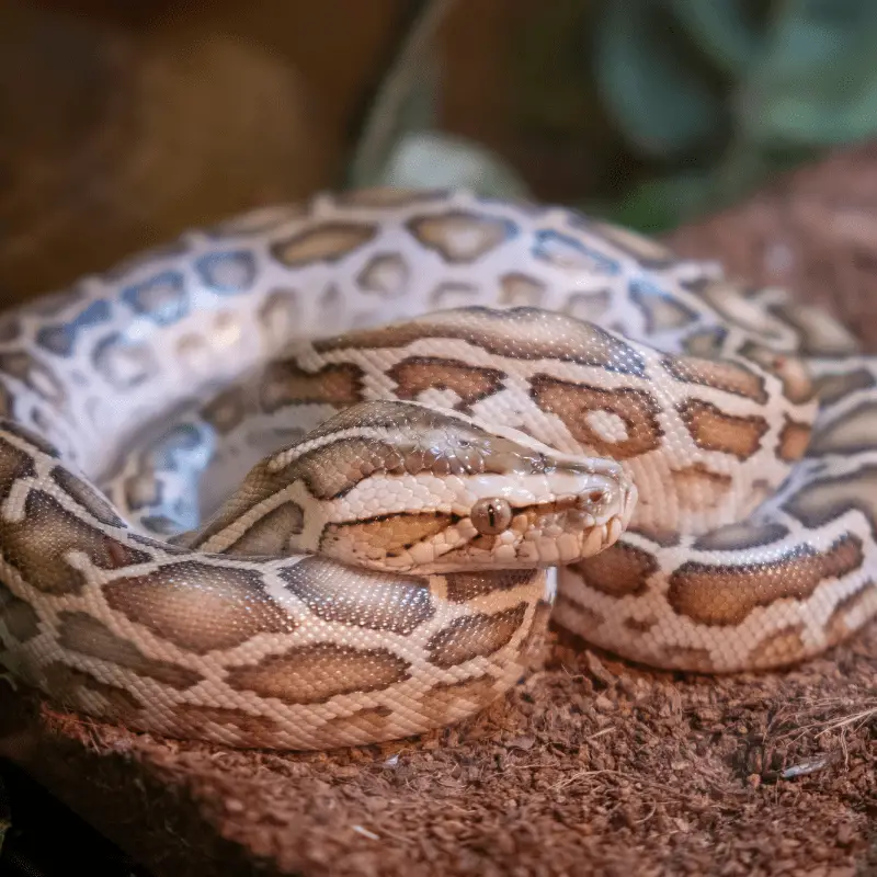 Burmese python curled up on a log
