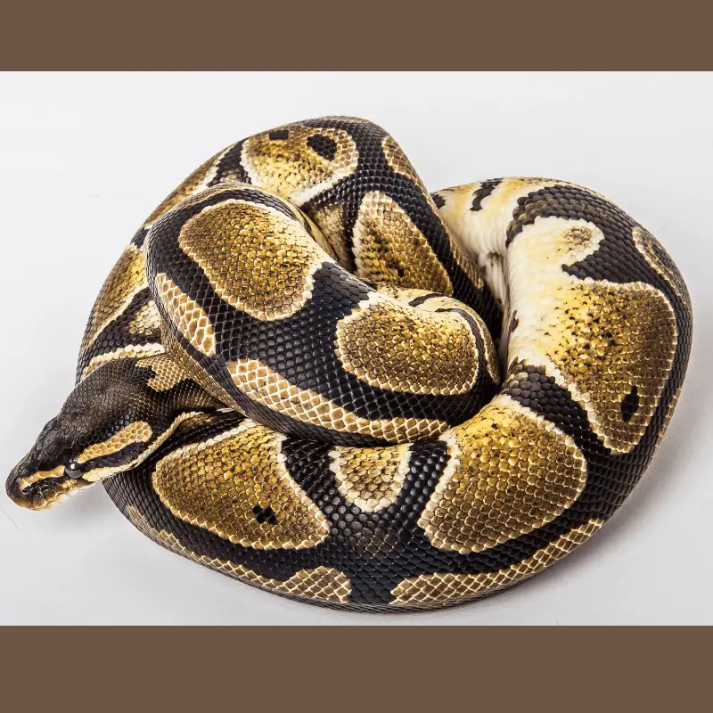 Coiled up Ball Python full body image