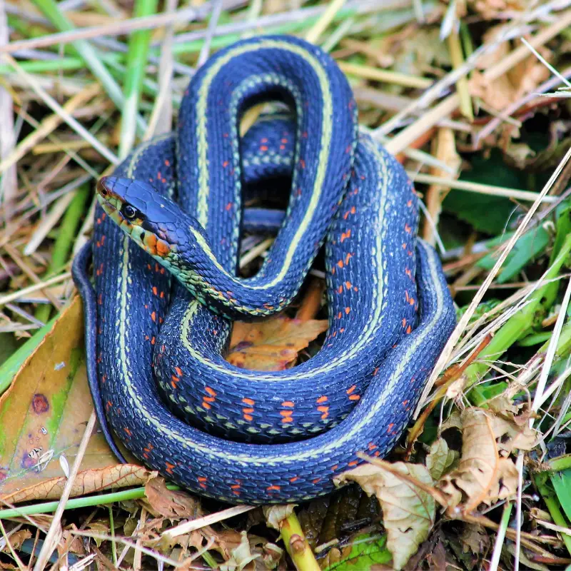 Garter Snake coiled up in the grass