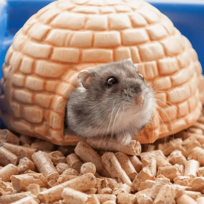 Grey hamster in a cage, coming out from the inside house area, with pellets on the ground