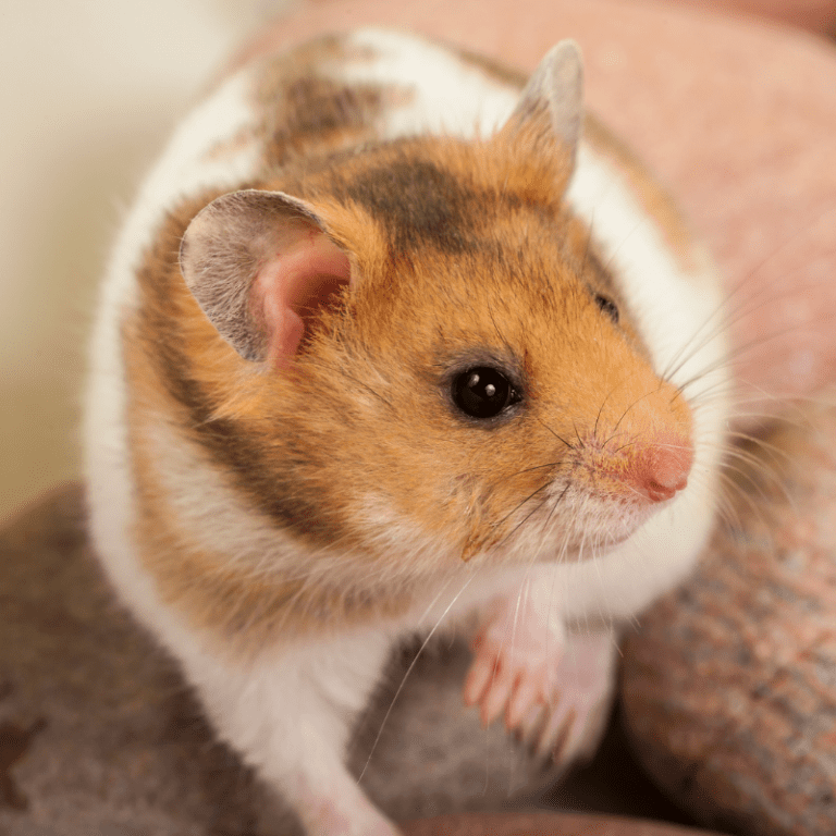 Where Do Hamsters Live In The Wild? (Road To Domestication) Petrapedia