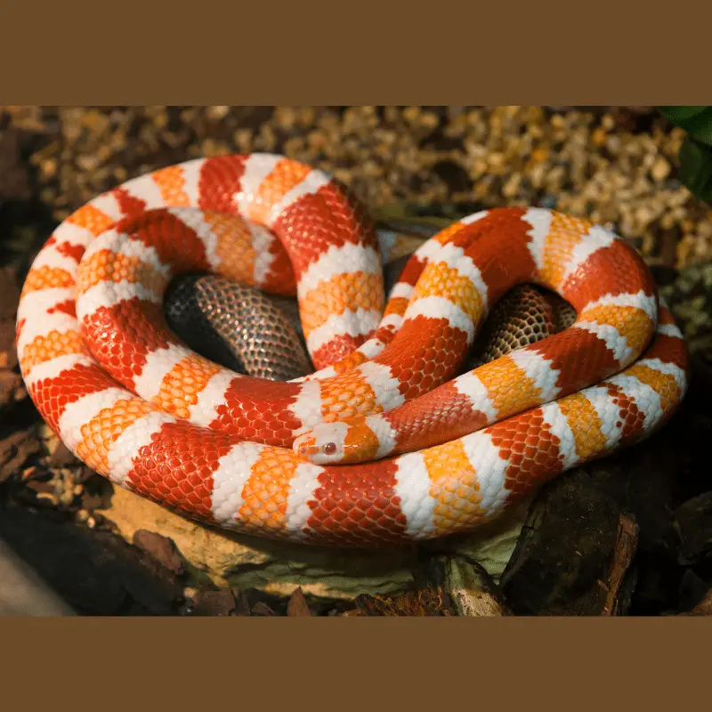 Orange, red and white striped snake on gravel