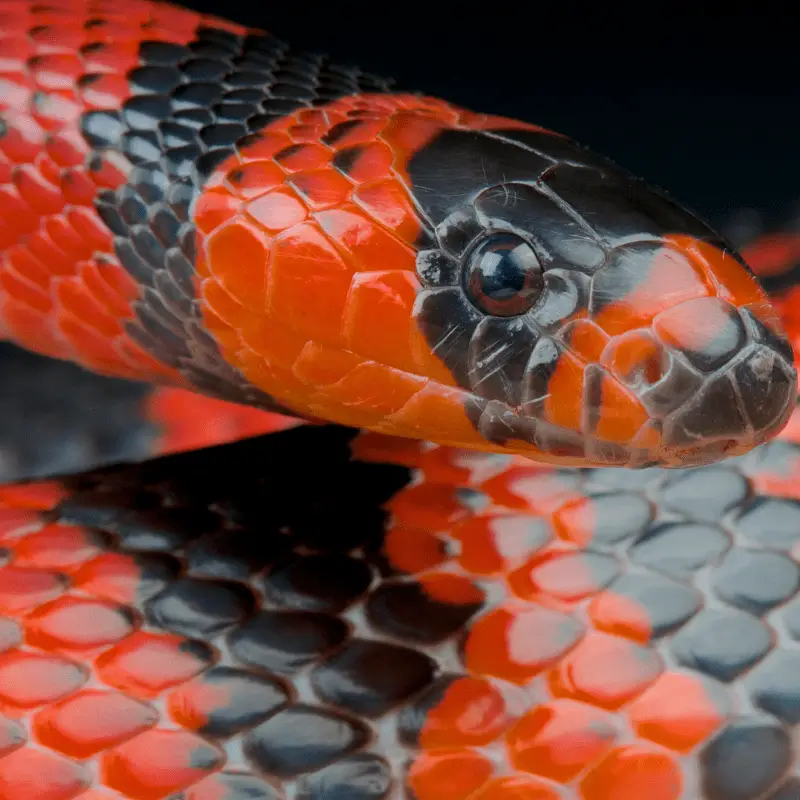 Milk snake close up of neck and head, red and black in colour