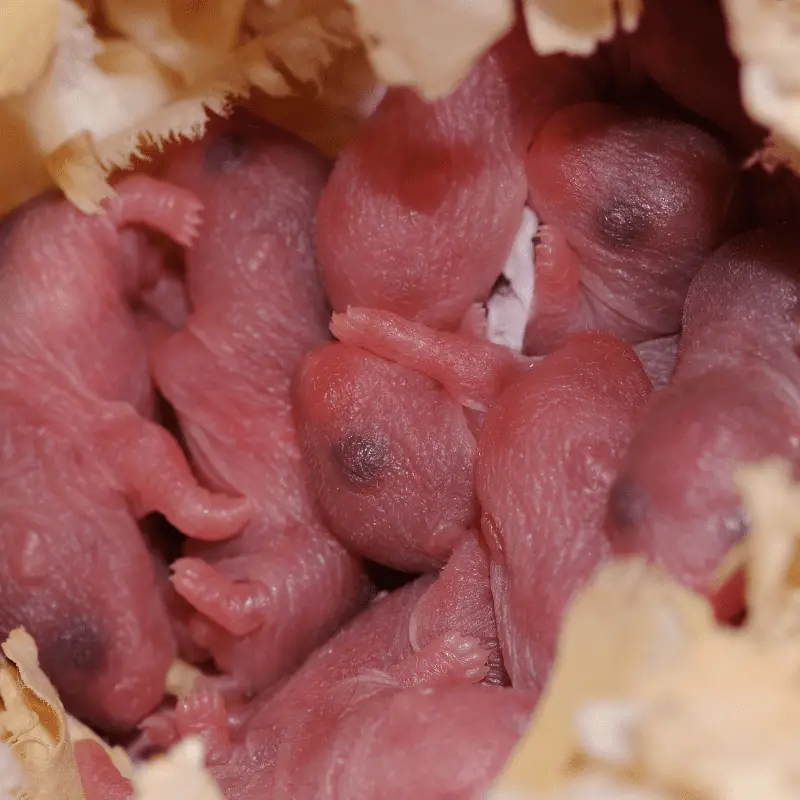 Pink new born litter Litter of baby hamsters