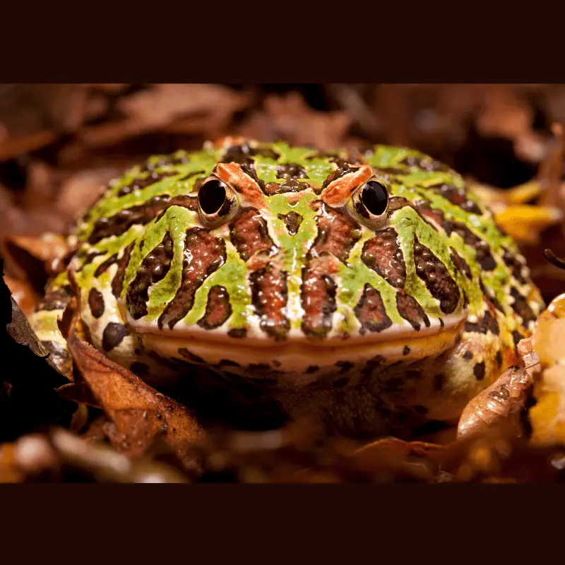 Frog looking at camera, can see a very wide mouth