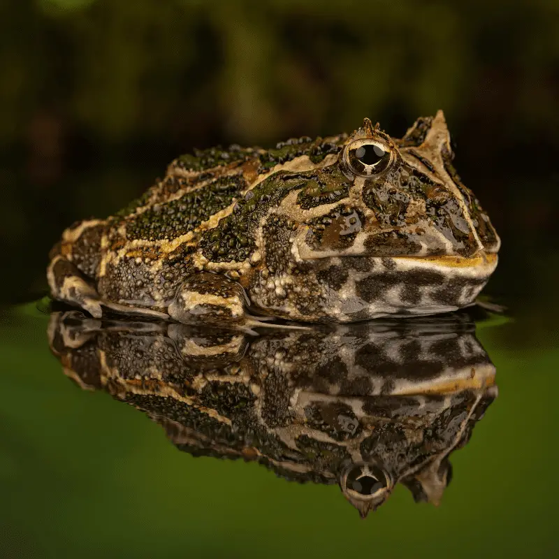 Dark green and brown frog siting in water
