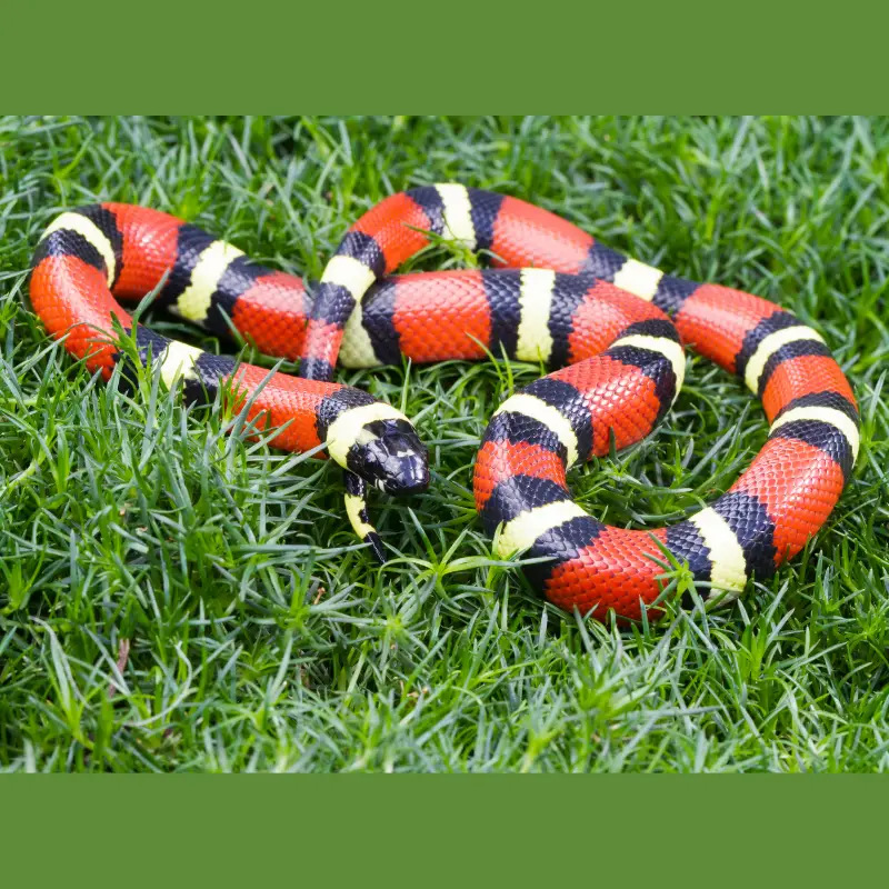 Red, black and yellow snake full image on grass