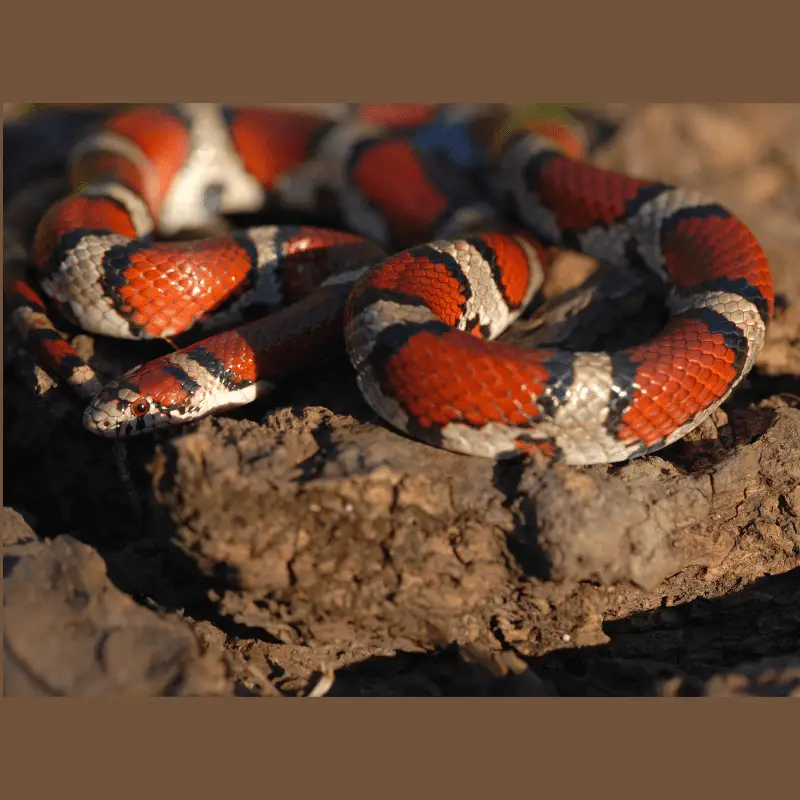 Orange, beige and black snake on a log