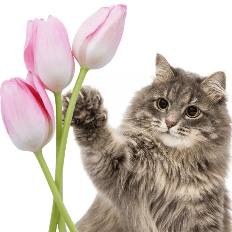 Are Tulips Poisonous To Cats? Petrapedia