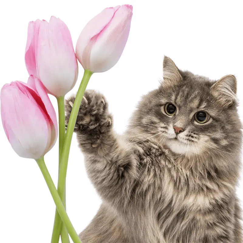 A cat reaching for some tulips