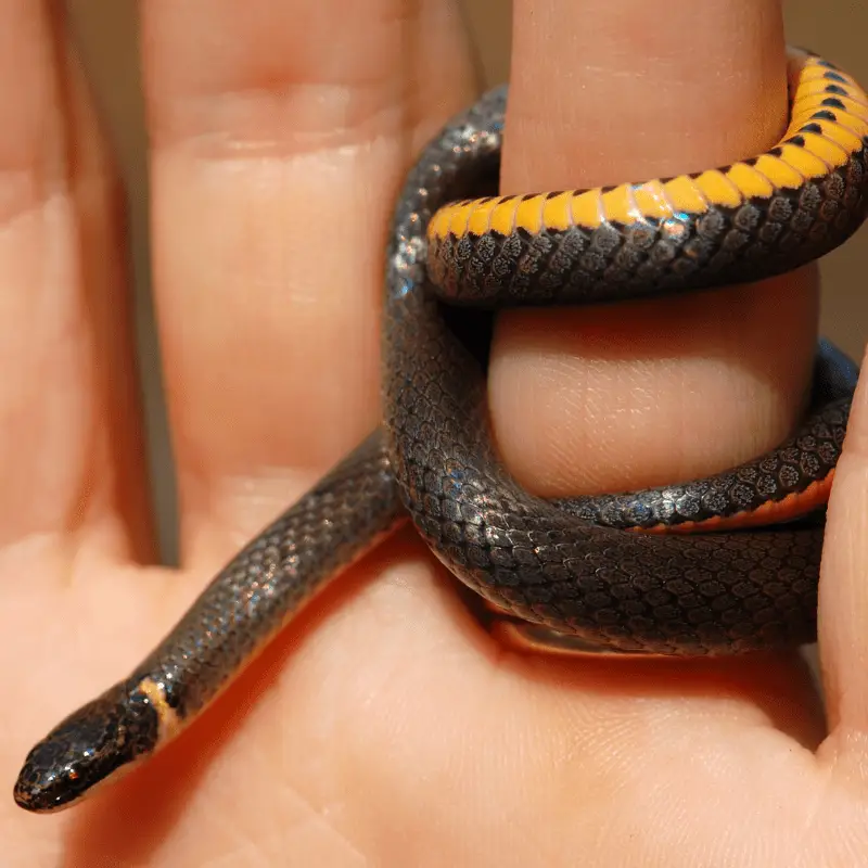 A tiny snake called the Ringneck snake, dark grey with a orange ring mark around the neck