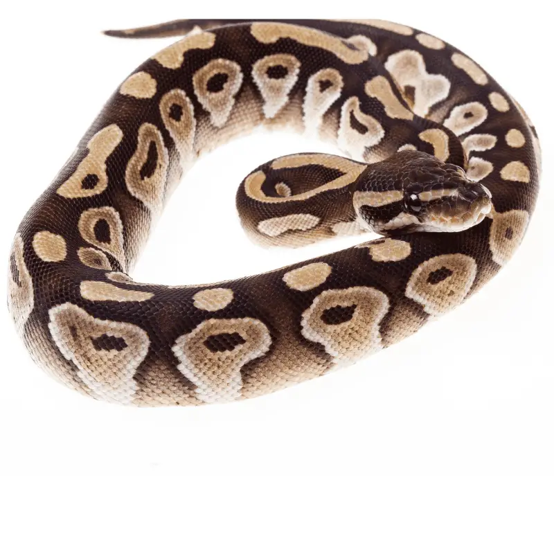 Ball Python snake on a white back ground - full image