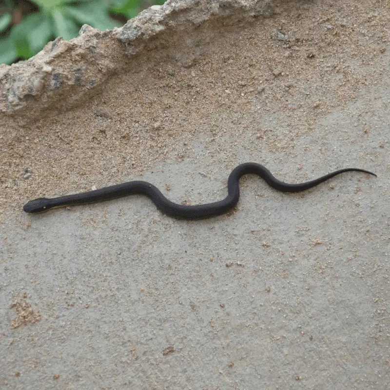 Small Black shinny snake - full image