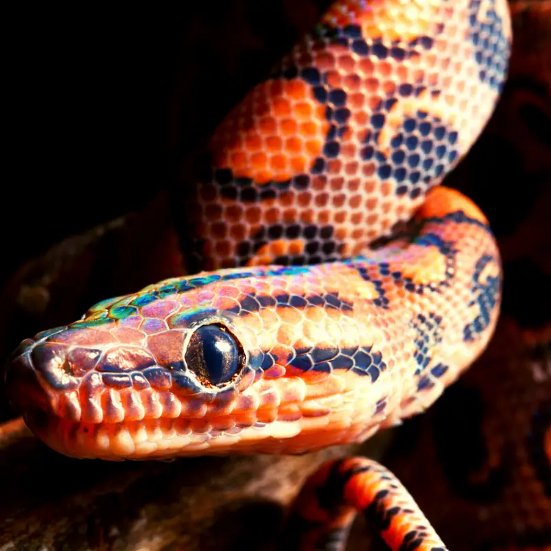 Close up of snakes head with a shimmer of green, yellow and blue