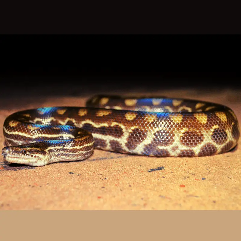 snake full image, with colourful blue shimmer