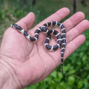 11 Small Snakes For Beginners (easy Handling & Care) - Petrapedia