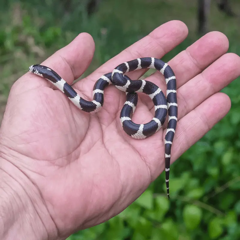 Tiny, black and white baby California King Snake being held