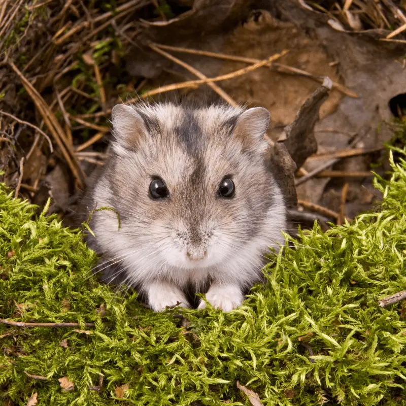 Chinese Dwarf Hamster sitting on some moss in the wild