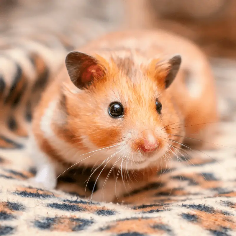 Syrian hamster