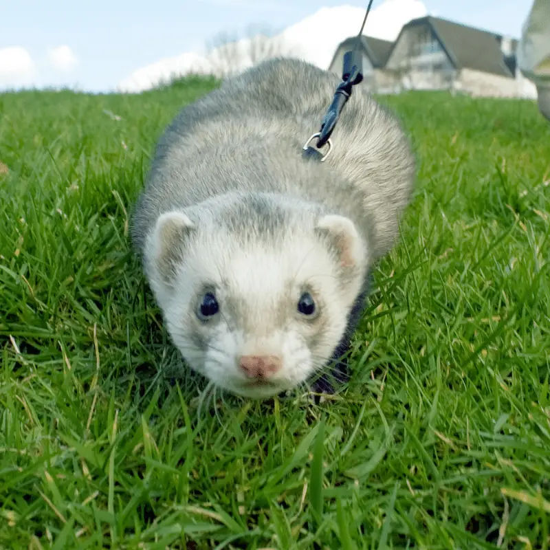 A ferret on some grass with a leash on