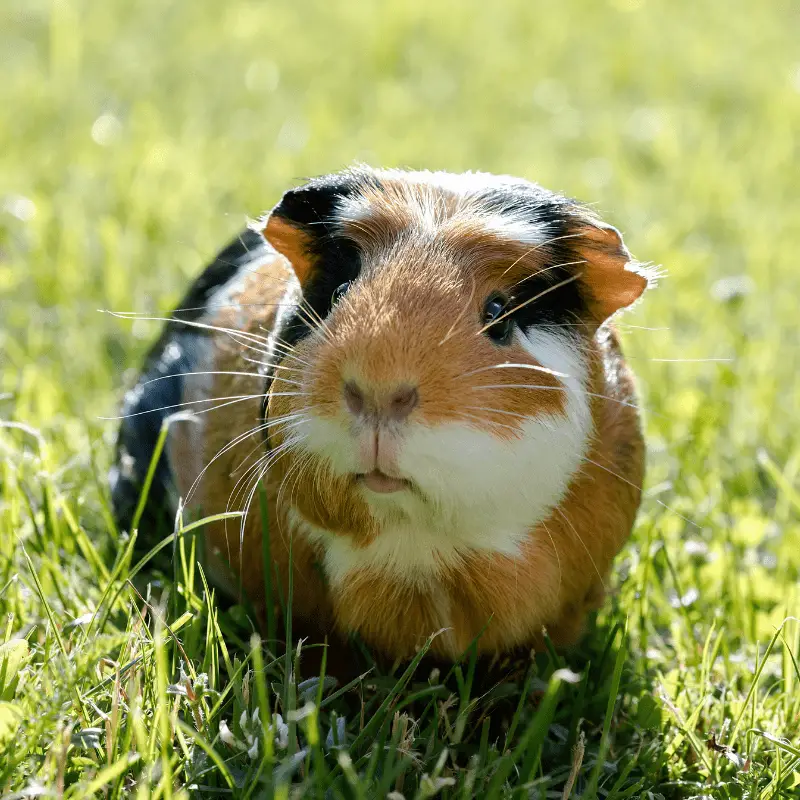 Guinea pig outside on some grass