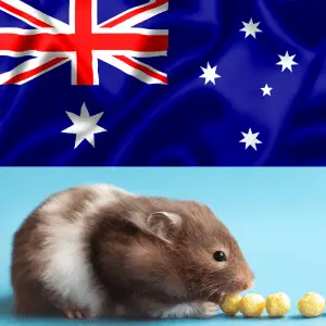 A cute Hamster and the Australian flag