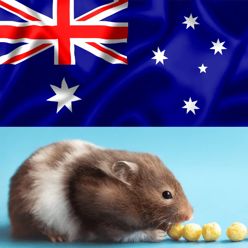 A cute Hamster and the Australian flag