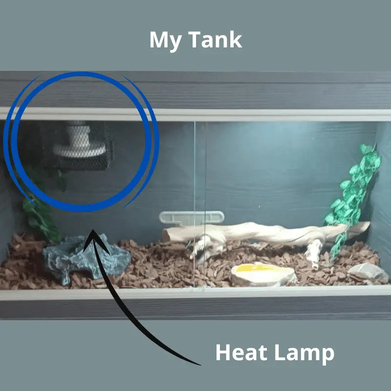 My snake tank showing the set up including the heat lamp