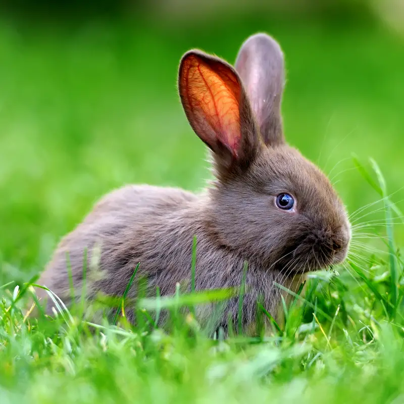 Grey rabbit on some grass