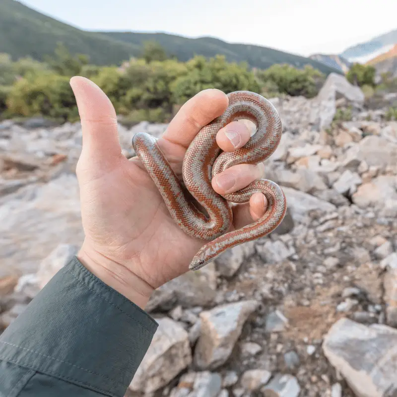 Small snake being held