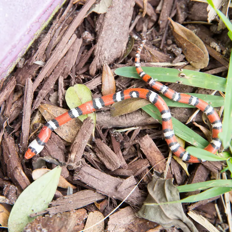 Scarlet kingsnake on some bark - full image