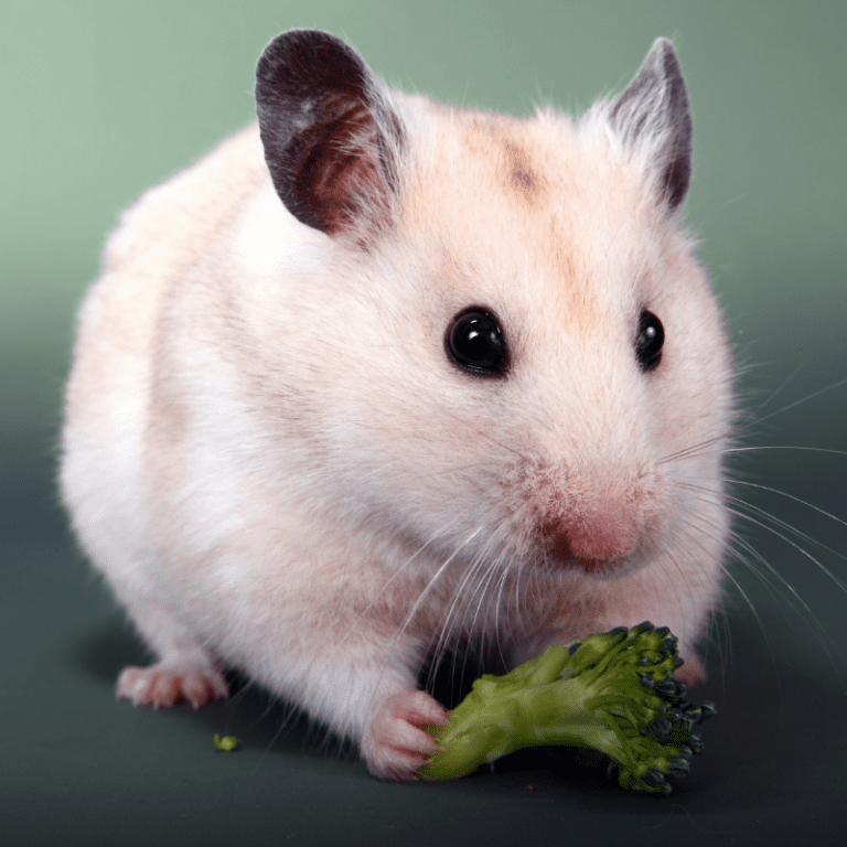 Syrian Hamster Information Petrapedia